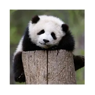 Museum&Galleries Notecards Mini Giant Panda Baby